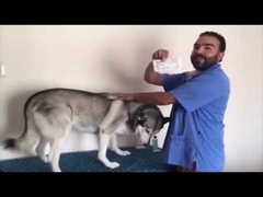 Mikrochip ID Hewan RFID IP67 Kompak 2.12*12mm Transponder Kaca Untuk Hewan