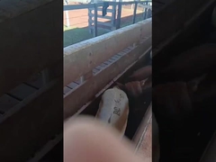 Tag Telinga Elektronik Tag Telinga Sapi Elektronik Tag Telinga Hewan