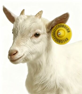 Tag telinga RFID bersertifikat ICAR dengan bahan TPU dan frekuensi 134,2 kHz untuk pengelolaan domba dan kambing