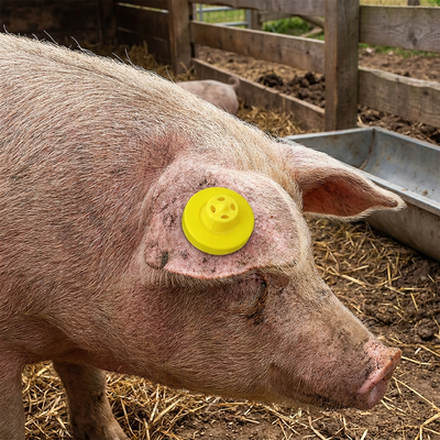 Kualitas tinggi tahan air Anti-shedding RFID Sheep Ear Tag ISO11785 FDX-B untuk Pelacakan Hewan