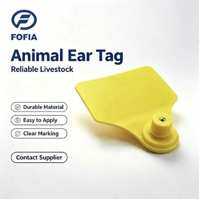 ICAR Fofia T904+T901 Tag Telinga Hewan Kualitas Tinggi RFID TPU 72*57mm Pengodean Laser Garansi 3 Tahun Penggunaan Pertanian untuk Sapi