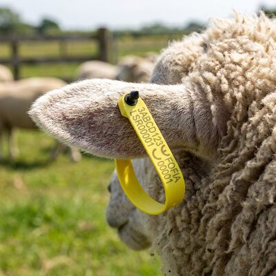 New Fofia High-Temperature Resistant Integrated Anti-Shedding Electronic T969 Yellow Sheep RFID Ear Tag Built-in TPU Material RF